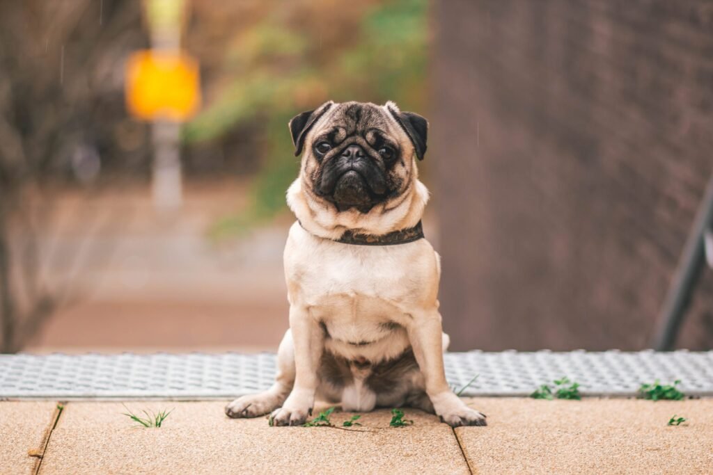 Fawn pug sitting on a wood deck and looking into camera.