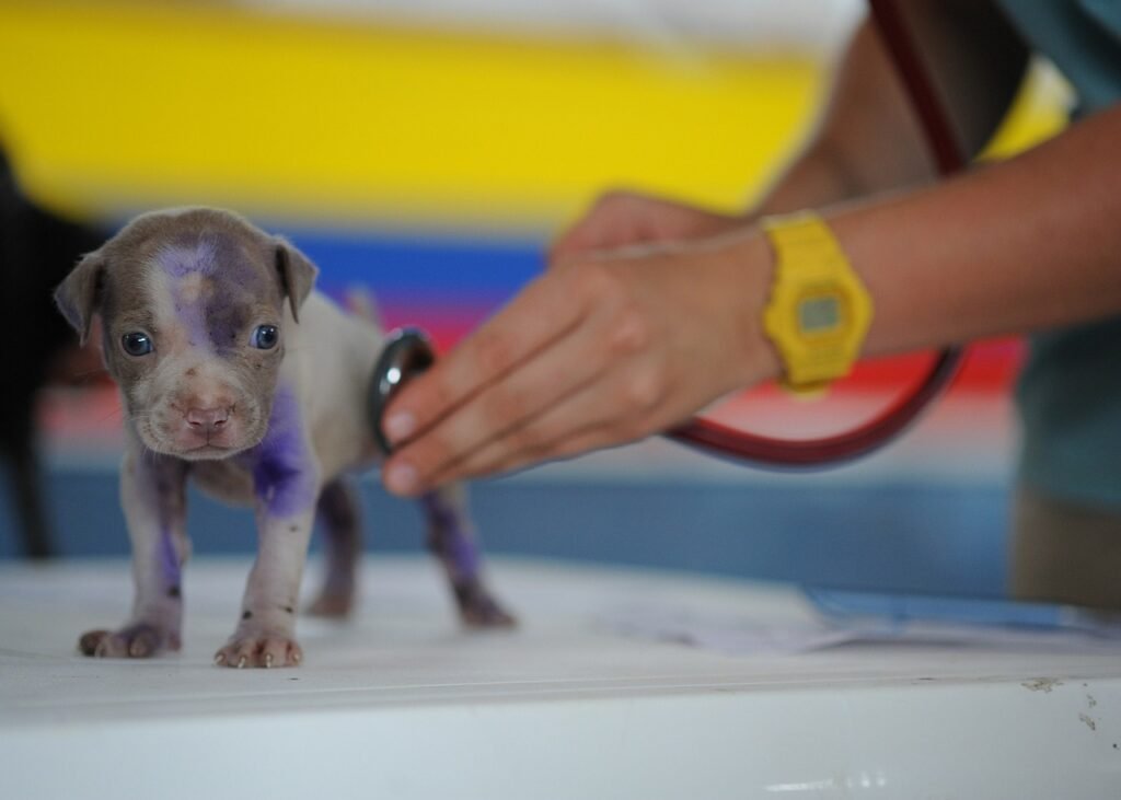 dog, puppy, canine at vet